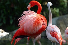 Интересные факты о птицах 265px-Lightmatter_flamingo