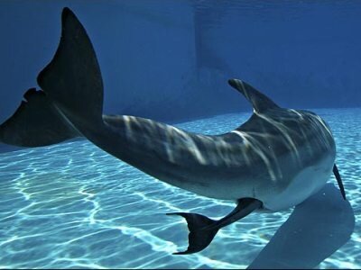 Интересные факты о дельфинах 48103b