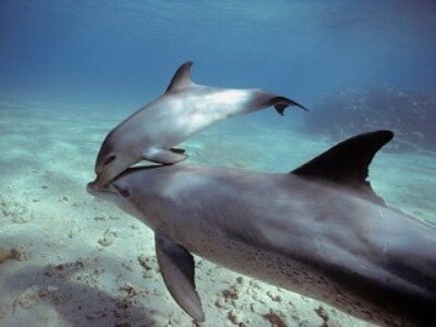 Интересные факты о дельфинах 6890b2