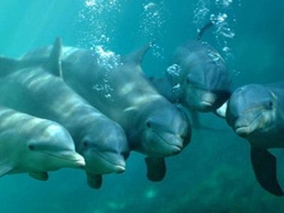 Интересные факты о дельфинах 85c021