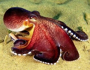 интересные факты об осьминогах