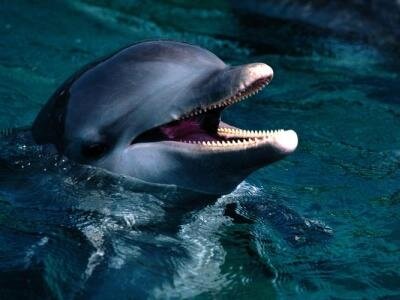 Интересные факты о дельфинах 90cc4f