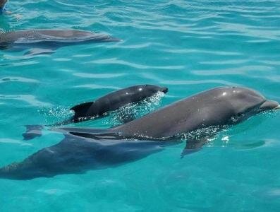 Интересные факты о дельфинах 93fa6b