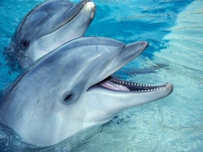 Интересные факты о дельфинах A261fd