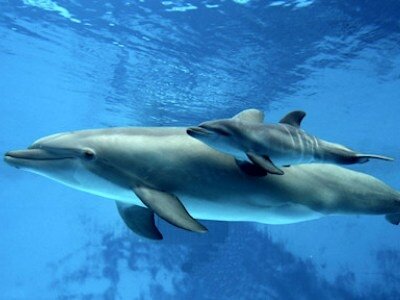 Интересные факты о дельфинах A5a0b3