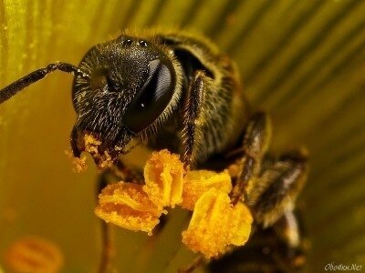 Интересные факты о пчелах A8f492