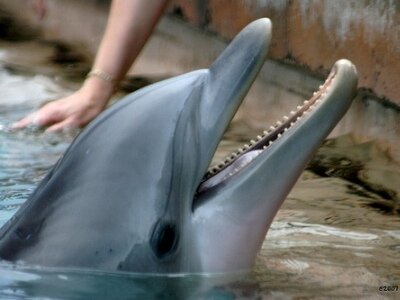 Интересные факты о дельфинах B6cb7b