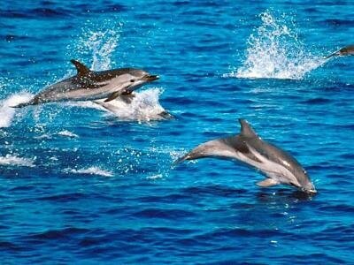 Интересные факты о дельфинах Bcf2d9