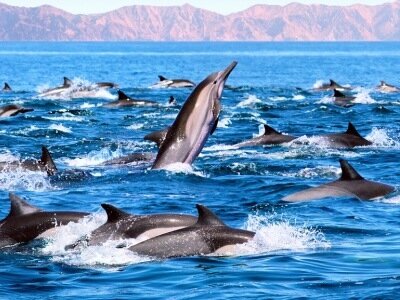 Интересные факты о дельфинах D39ac3