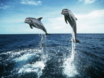 Интересные факты о дельфинах E0678a
