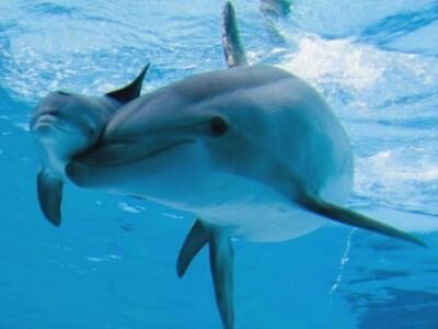 Интересные факты о дельфинах E171ab