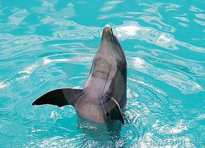 Интересные факты о дельфинах E37b26