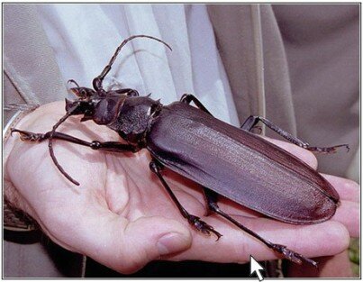 Самые большие жуки в мире Titanus11