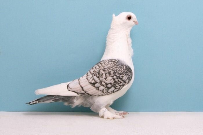 Удивительные факты о голубях 1304088375_pigeons_17