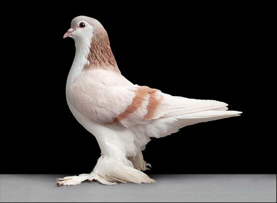Удивительные факты о голубях Golubi_06