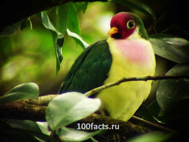 Удивительные факты о голубях Jambu-fruit-dove-22