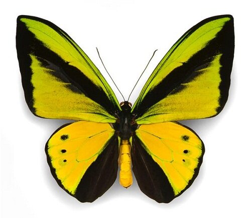 Интересные факты о бабочках Butterflies_8
