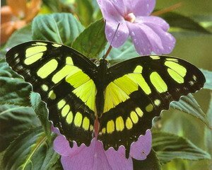 Интересные факты о бабочках Babochka