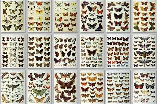 Интересные факты о бабочках Butterflies