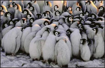 десткий сад пингвинов