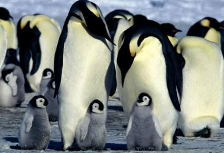 дети пингвина