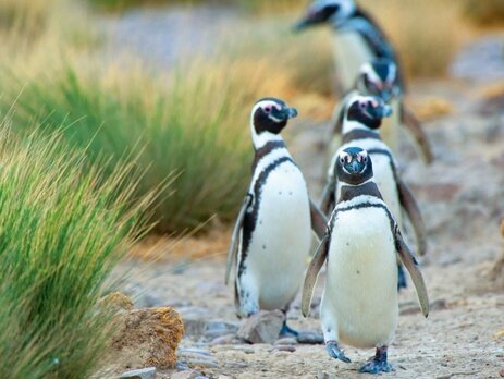 маленькие пингвины