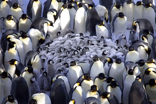 пингвины греются