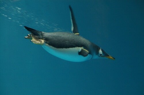 пингвин ныряльщик