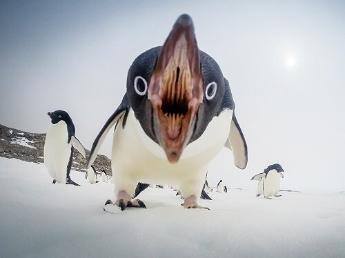 Пингвины Хищники