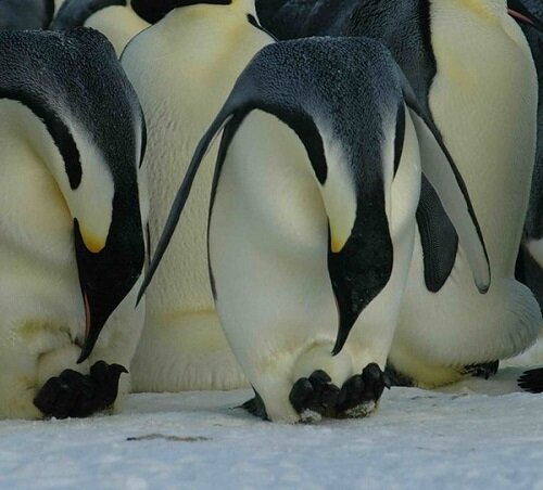 яйца пингвинов