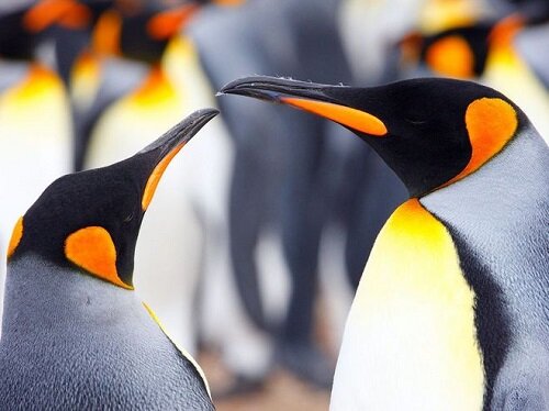 Зрение пингвина цветное