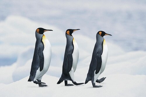 пингвин прямо ходит