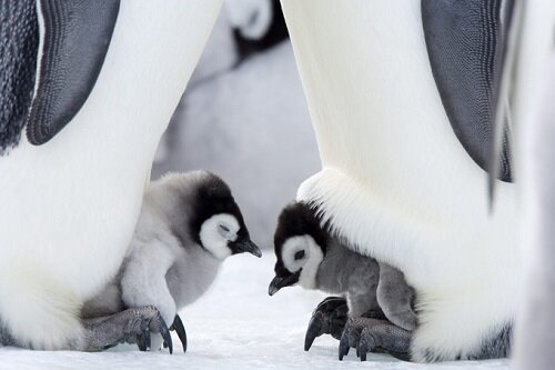 Птенчики пингвина