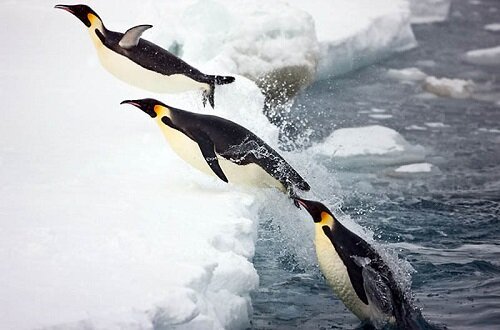 пингвины выпрыгивают из воды