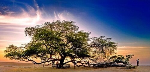 Дерево жизни в Бахрейне