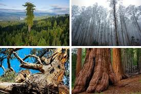 старинные деревья мира