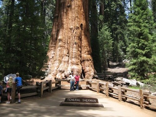 Очень старое большое дерево