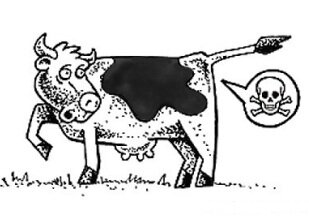 коровы вырабатывают метан