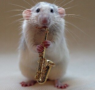 Серая крыса играет на саксофоне