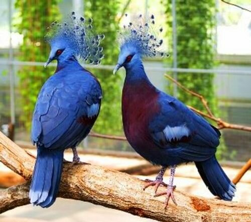 Два красивых голубя на ветке