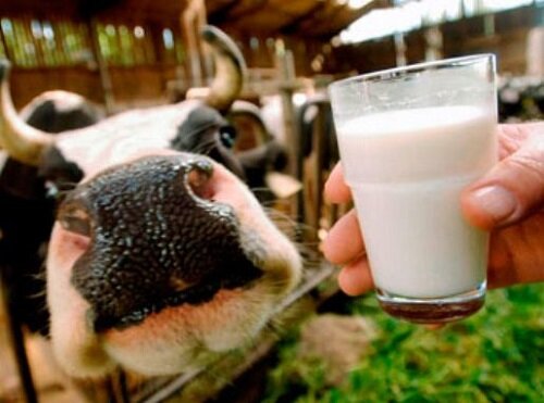 Корова и стакан молока