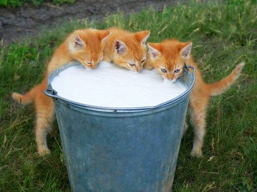 Молоко и котята