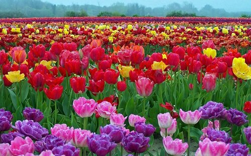 Красивое поле из тюльпанов