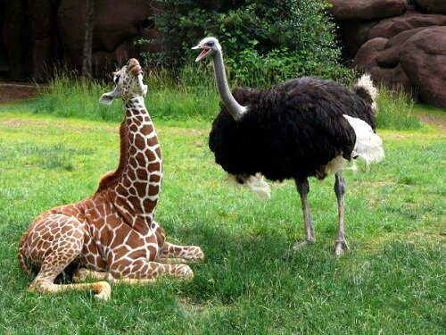 страус и жираф