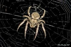 паук на паутине