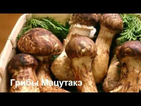 грибы мацутаке